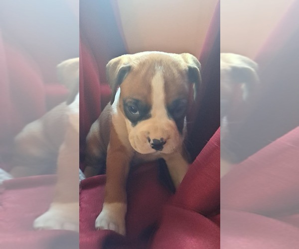 Medium Photo #1 Boxer Puppy For Sale in VICTORIA, TX, USA