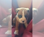 Puppy Puppy 10 Boxer
