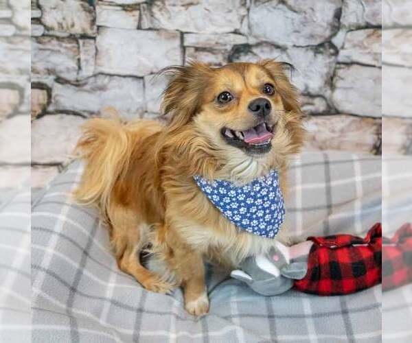 Medium Photo #3 Chihuahua-Colonial Cocker Spaniel Mix Puppy For Sale in Kennesaw, GA, USA