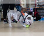 Small #2 French Bulldog