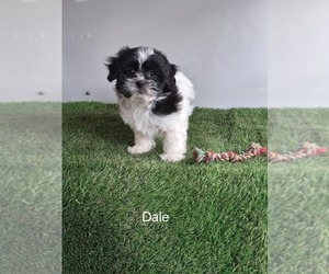 Zuchon Puppy for sale in MOUNT PLEASANT, MI, USA
