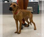 Small #1 Mutt