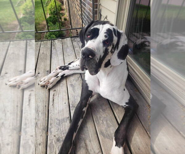 Medium Photo #4 Great Dane Puppy For Sale in Bullard, TX, USA