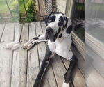 Small #3 Great Dane