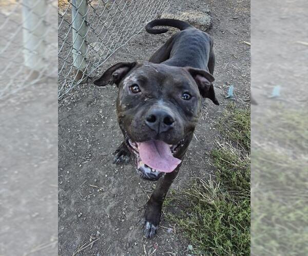Medium Photo #1 American Pit Bull Terrier Puppy For Sale in Decatur, IL, USA