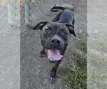 Small American Pit Bull Terrier