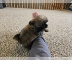 Small #6 Shih Tzu