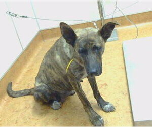 Mutt Dogs for adoption in Sacramento, CA, USA