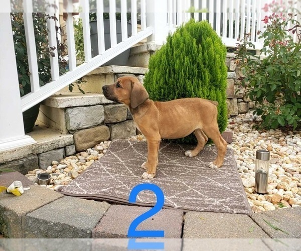 Medium Photo #5 Cane Corso Puppy For Sale in MONTPELIER, VA, USA