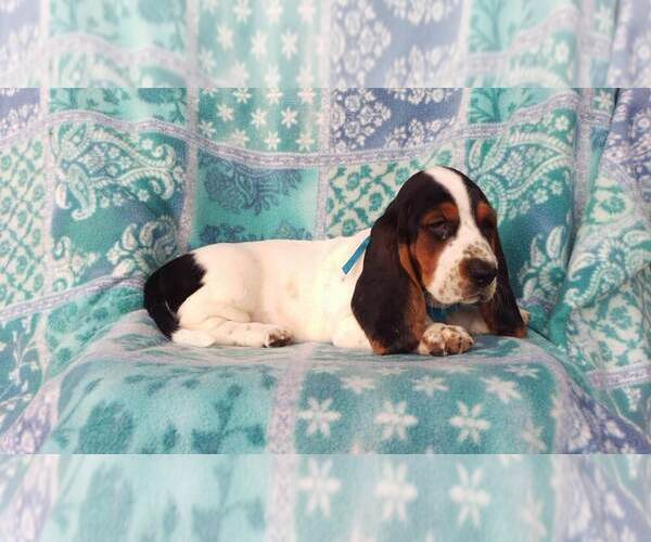 Medium Photo #5 Basset Hound Puppy For Sale in LANCASTER, PA, USA
