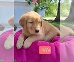 Small #7 Golden Retriever