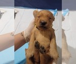 Small #2 Golden Retriever