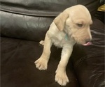 Puppy Yellow Puppy Labrador Retriever