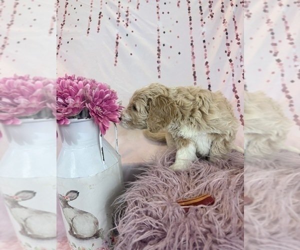 Medium Photo #75 Aussie-Poo-Goldendoodle Mix Puppy For Sale in COMMERCE, MI, USA