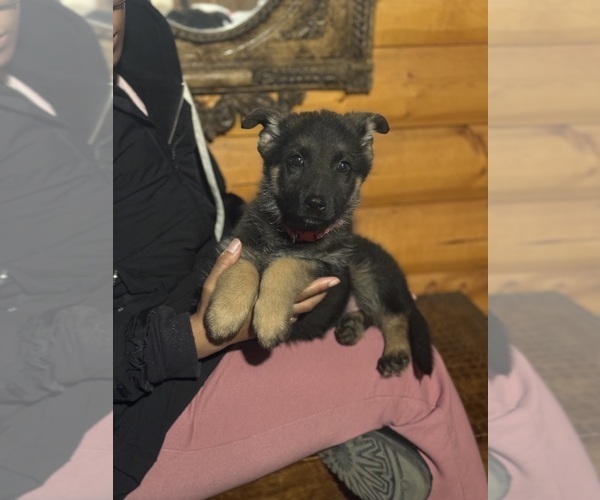Medium Photo #1 German Shepherd Dog Puppy For Sale in SUMPTER TWP, MI, USA