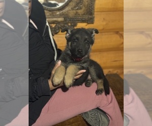 Medium German Shepherd Dog