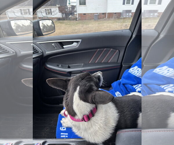 Medium Photo #16 Mutt Puppy For Sale in Holly Springs, NC, USA