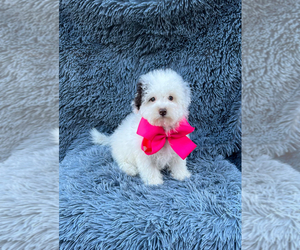 Cavapoo Puppy for sale in JEFFERSONVILLE, IN, USA