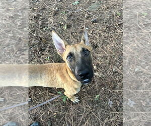 German Shepherd Dog-Unknown Mix Dogs for adoption in Imlay City, MI, USA