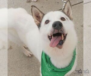Nieves - Male Siberian Husky-Unknown Mix Dog for Adoption - Photo #6