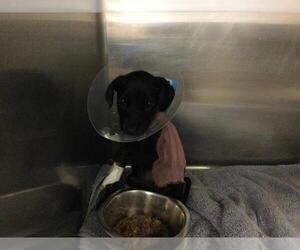 Labrador Retriever-Unknown Mix Dogs for adoption in Riverside, CA, USA