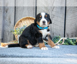 Small Photo #20 Bernese Mountain Dog Puppy For Sale in SHREVE, OH, USA