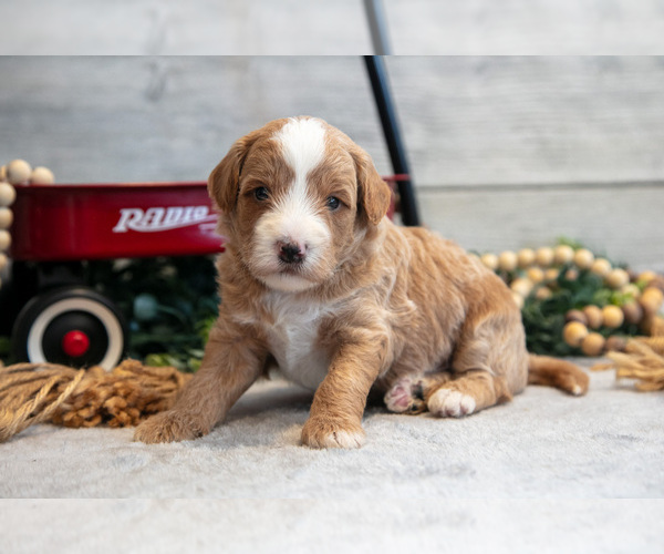 Medium Photo #1 Goldendoodle (Miniature) Puppy For Sale in MIDDLEBURY, IN, USA