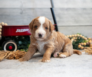 Medium Goldendoodle (Miniature)