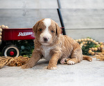 Puppy Connor Goldendoodle (Miniature)