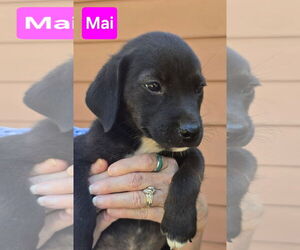 Labrador Retriever-Unknown Mix Dogs for adoption in Alexander, AR, USA