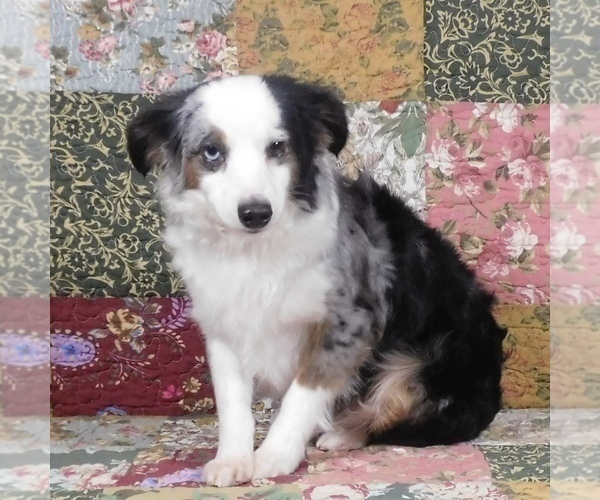 Medium Photo #1 Miniature Australian Shepherd Puppy For Sale in HARRISON, OH, USA