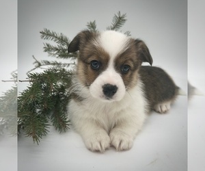 American Corgi Puppy for sale in FAIRBANK, IA, USA