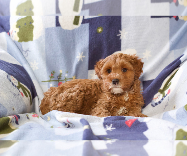 Medium Photo #4 Goldendoodle (Miniature) Puppy For Sale in MILWAUKEE, WI, USA