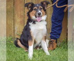 Small #1 Border-Aussie