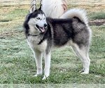 Small Photo #3 Siberian Husky Puppy For Sale in Carrollton, TX, USA