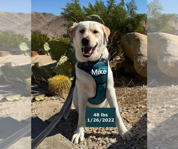 Medium Photo #11 Labrador Retriever Puppy For Sale in West Hollywood, CA, USA