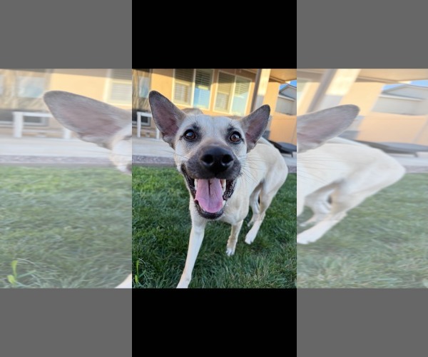 Medium Photo #1 Chihuahua-Unknown Mix Puppy For Sale in La Verne, CA, USA