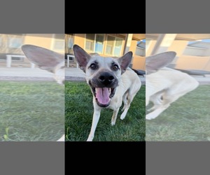 Chihuahua-Unknown Mix Dogs for adoption in La Verne, CA, USA