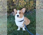 Small Photo #1 Cardigan Welsh Corgi Puppy For Sale in LIVERMORE, CO, USA