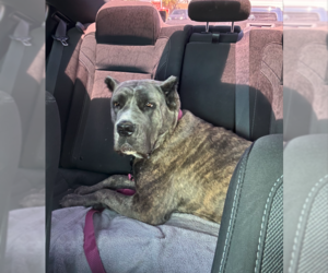 Mutt Dogs for adoption in Goodyear, AZ, USA