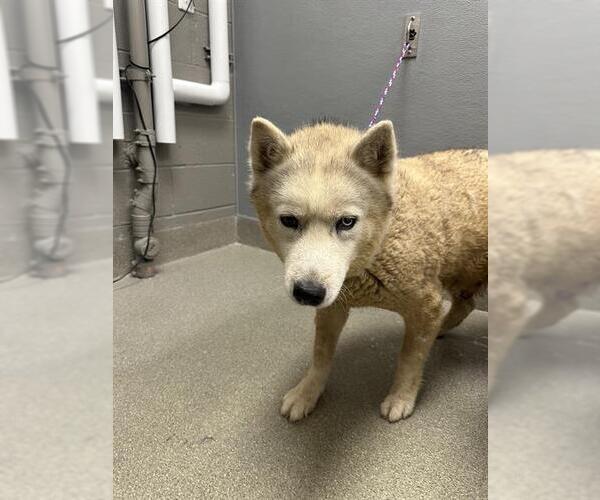 Medium Photo #1 Siberian Husky-Unknown Mix Puppy For Sale in Las Vegas, NV, USA