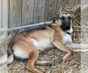 German Shepherd Dog-Unknown Mix Dogs for adoption in Alexander, AR, USA