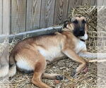 Small German Shepherd Dog Mix