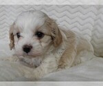 Small #8 Cavapoo