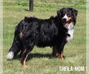 Mother of the Bernese Mountain Dog puppies born on 08/06/2022