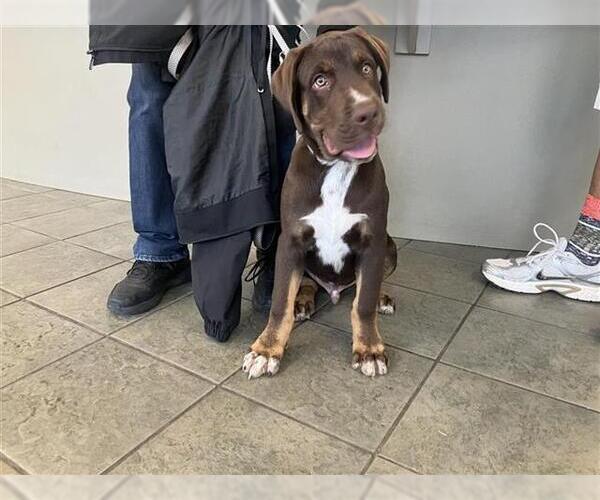 Medium Photo #1 Labrador Retriever-Unknown Mix Puppy For Sale in San Antonio, TX, USA