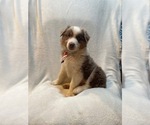 Small #7 Australian Shepherd