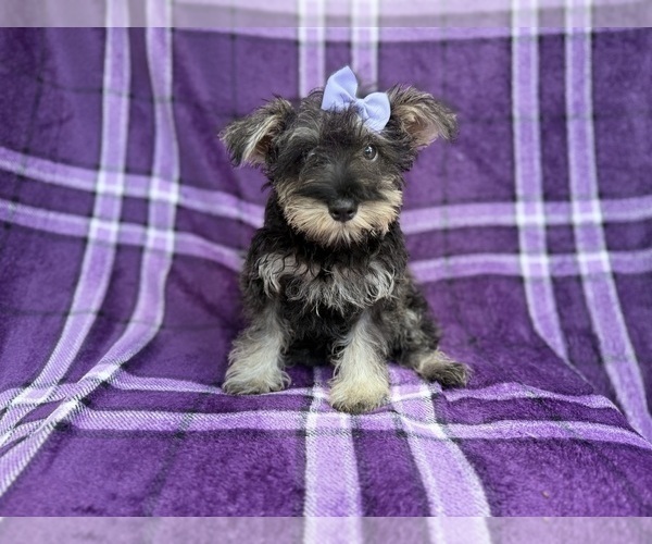 Medium Photo #1 Schnauzer (Miniature) Puppy For Sale in LAKELAND, FL, USA