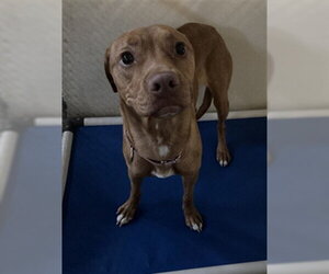 Mutt Dogs for adoption in Sanford, FL, USA