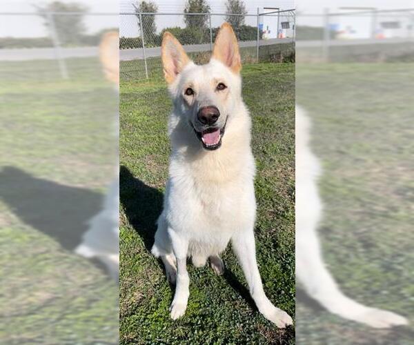 Medium Photo #2 Gerberian Shepsky Puppy For Sale in Rosenberg, TX, USA